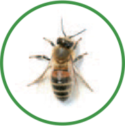 image-bee
